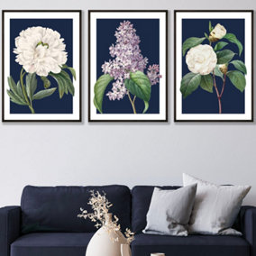 Set of 3 Framed Vintage Flowers Lilac, Peony and Camellia on Navy Blue / 50x70cm / Black