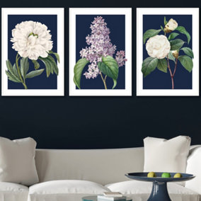Set of 3 Framed Vintage Flowers Lilac, Peony and Camellia on Navy Blue / 50x70cm / White