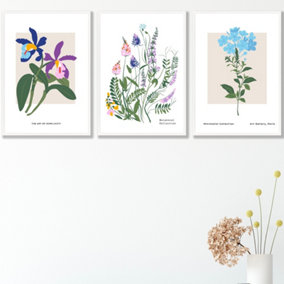 Set of 3 Framed Vintage Graphical Colourful Wild Flower Market / 42x59cm (A2) / White