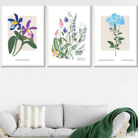 Set of 3 Framed Vintage Graphical Colourful Wild Flower Market / 50x70cm / White