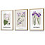Set of 3 Framed Vintage Graphical Flower Market Purple Lilac / 30x42cm (A3) / Oak