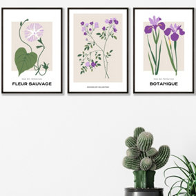 Set of 3 Framed Vintage Graphical Flower Market Purple Lilac / 42x59cm (A2) / Black