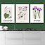 Set of 3 Framed Vintage Graphical Flower Market Purple Lilac / 42x59cm (A2) / White