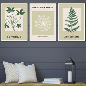 Set of 3 Framed Vintage Graphical Green Botanical / 42x59cm (A2) / White