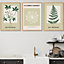 Set of 3 Framed Vintage Graphical Green Botanical / 50x70cm / Oak