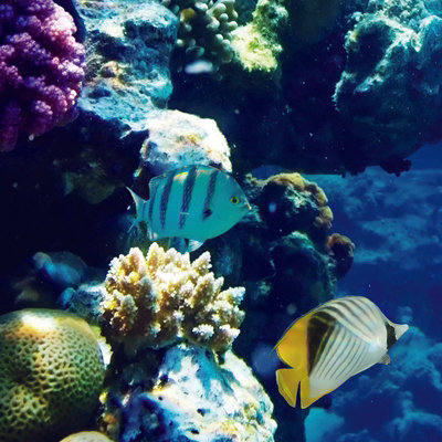 Set of 4 Tiles, Ocean Marine LED Panels 60x60 40W 2D Effect