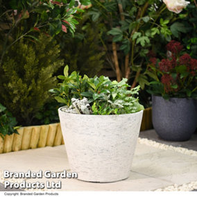Set of Two Stone Effect Planter for Garden Outdoors Weatherproof Plastic (Grey & Lily White)