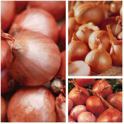 Shallot Sets 'Red Sun' - 1kg Of High Yielding Variety - 10/14 Large ...