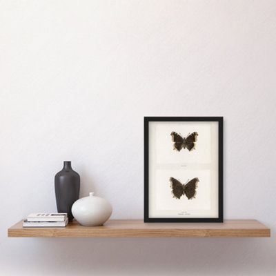 Sherman Denton Framed Wall Art Print Mourning Cloak Butterfly - A4 Size