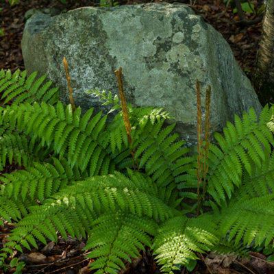 Shield Fern Evergreen Architectural 1L Pot 3 Pack