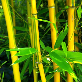 Showy Yellow Groove Bamboo Phyllostachys Spectabilis 20cm - 30cm 2 Litre Pot