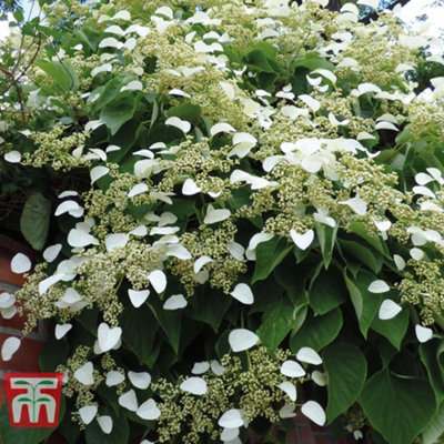 Shrub - Climbing Hydrangea Anomala Petiolaris 9cm Potted Plant x 1