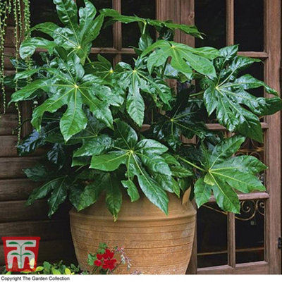 Shrub - Fatsia Japonica 17cm Potted Plant  x 2