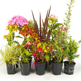 Shrub Mix - Outdoor Plants in 9cm Pots, Colourful Varieties, Hardy Plants (20-60cm, 10 Plants)