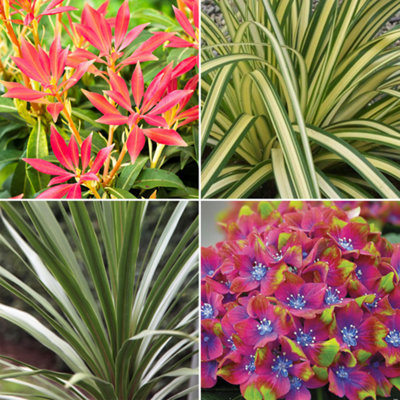 Shrub Mix - Outdoor Plants in 9cm Pots, Colourful Varieties, Hardy Plants (20-60cm, 10 Plants)