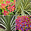 Shrub Mix - Outdoor Plants in 9cm Pots, Colourful Varieties, Hardy Plants (20-60cm, 5 Plants)