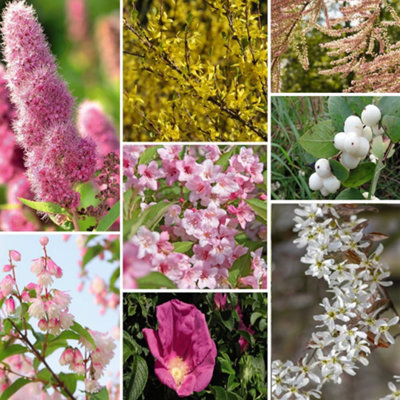 Shrub Saver Collection 24 Bare Root Plants