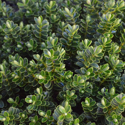Shrubby Veronica Vernicosa Evergreen Flowering Garden Shrub Plant in ...
