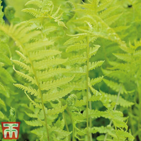 Shuttlecock Fern 9cm Potted Plant x 1