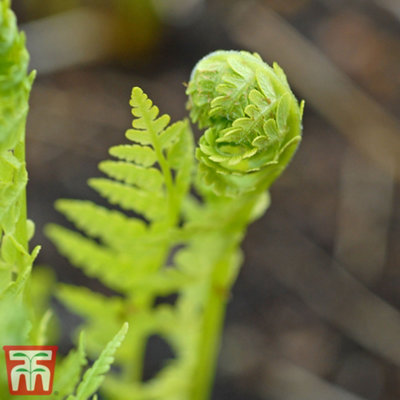 shuttlecock-fern-9cm-potted-plant-x-1