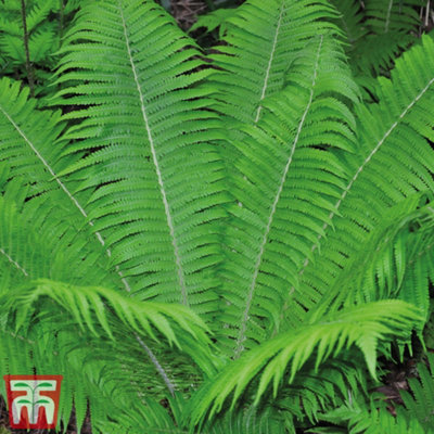 Shuttlecock Fern 9cm Potted Plant x 3