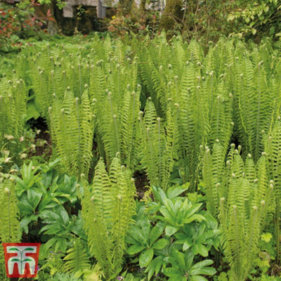 Shuttlecock Fern 9cm Potted Plant x 3 - 3