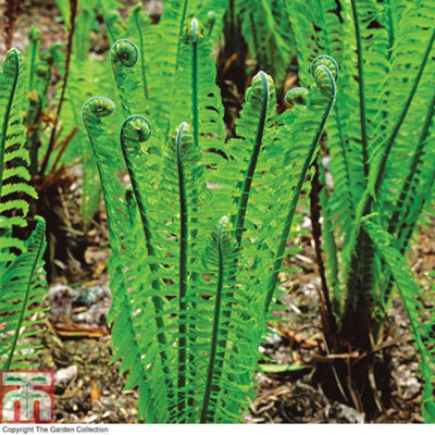 Shuttlecock Fern 9cm Potted Plant x 3 - 5