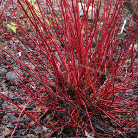 Sibirica Red Barked Dogwood Shrub Plant Cornus Alba 12L Pot 1m - 1.25m