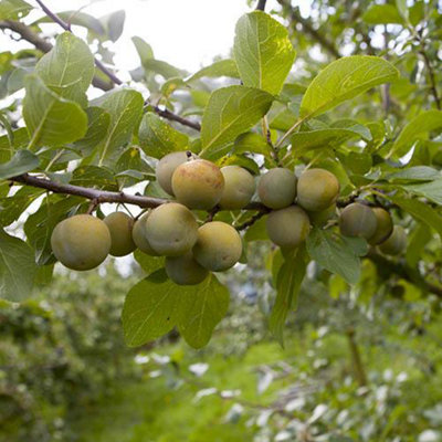 Sibley's Patio Gage Reine-Claude Oullins Fruit Tree in a 4.L Pot