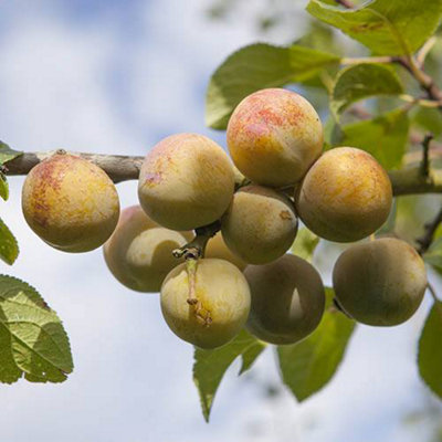Sibley's Patio Gage Reine-Claude Oullins Fruit Tree in a 4.L Pot