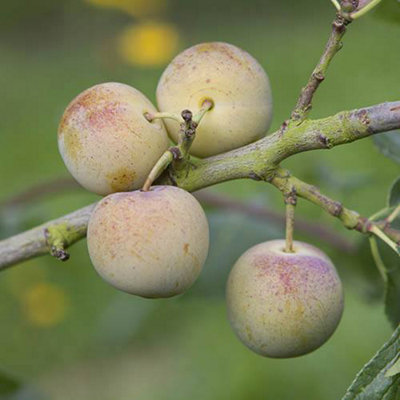 Sibley's Patio Gage Reine-Claude Oullins Fruit Tree in a 4.L Pot - 3