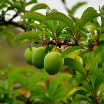 Sibley's Patio Gage Reine-Claude Oullins Fruit Tree in a 4.L Pot - 4
