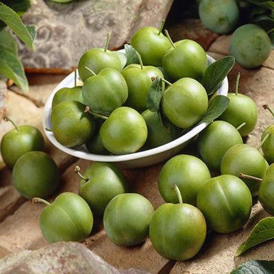 Sibley's Patio Gage Reine-Claude Oullins Fruit Tree in a 4.L Pot - 6
