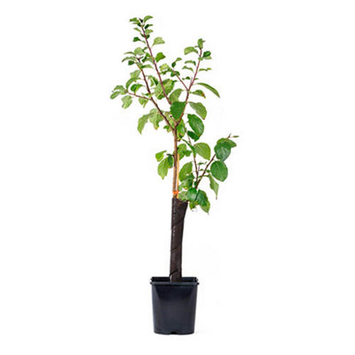Sibley's Patio Gage Reine-Claude Oullins Fruit Tree in a 4.L Pot - 7