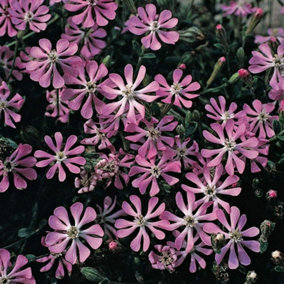 Silene Colorata Pink Pirouette 1 Seed Packet (15 Seeds)