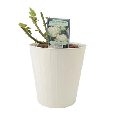 Silver Anniversary Rose Fragrant White Hybrid Tea Rose in 5.5L Pot ...