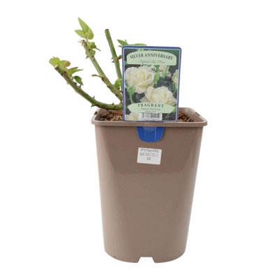 Silver Anniversary Rose Fragrant White Hybrid Tea Rose in 5.5L Pot ...