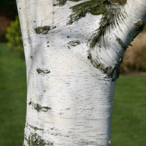 Silver Birch Tree Betula Pendula Outdoor Ornamental Tree 9L Pot 1.2m - 1.5m
