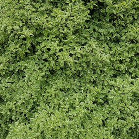 Silver Queen Kohuhu Outdoor Shrub Plant Pittosporum Tenuifolium 2L Pot