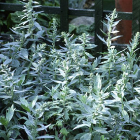 Silver Queen Western Mugwort Perennials Flowering Plants Artemisia 2L Pot