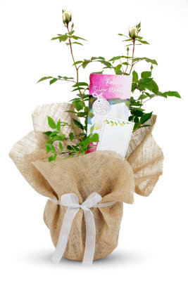 Silver Wedding Rose Bush Gift Wrapped - 25th Anniversary Plant