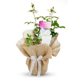 Silver Wedding Rose Bush Gift Wrapped - 25th Anniversary Plant