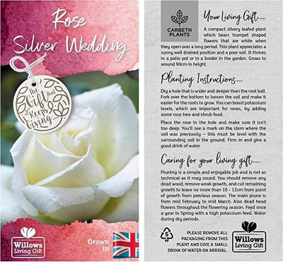 Silver Wedding Rose Bush Gift Wrapped - 25th Anniversary Plant
