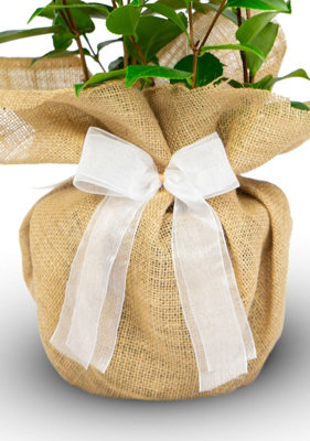 Silver Wedding Rose Bush Gift Wrapped - 25th Anniversary Plant - 3