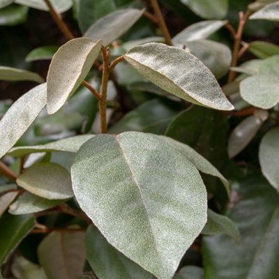 Silverberry Oleaster Pleached Tree with Staking Kit - 150cm Stem and ...