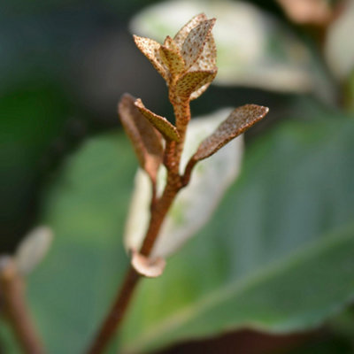 Silverberry Oleaster Pleached Tree with Staking Kit - 150cm Stem and ...