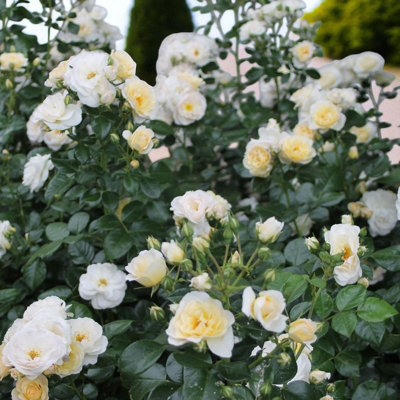 Sirius Rose - Scented Cream Hybrid Tea Rose Bush in 3 Litre Pot - Easy Grow