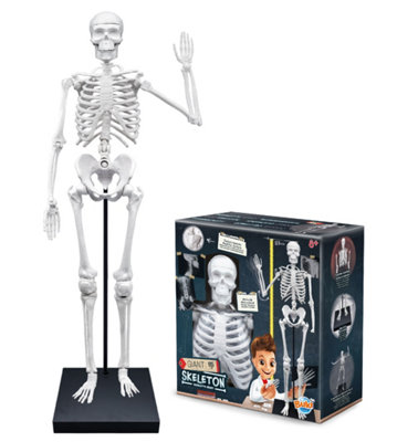 Skeleton 85cm Assembly Education Kit