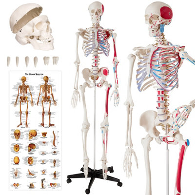 Skeleton - life-size, detailed skeletal system, muscle labels, anatomical poster 401755 - white