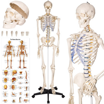 Skeleton - life-sized human skeletal system, with mobile stand, anatomy poster 400502 - white